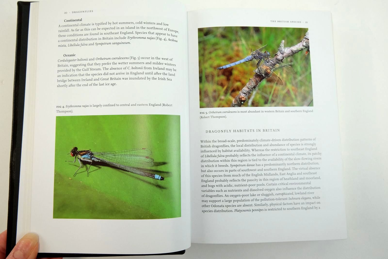 Photo of DRAGONFLIES (NN 106) written by Corbet, Philip
Brooks, Stephen published by Collins (STOCK CODE: 2135914)  for sale by Stella & Rose's Books