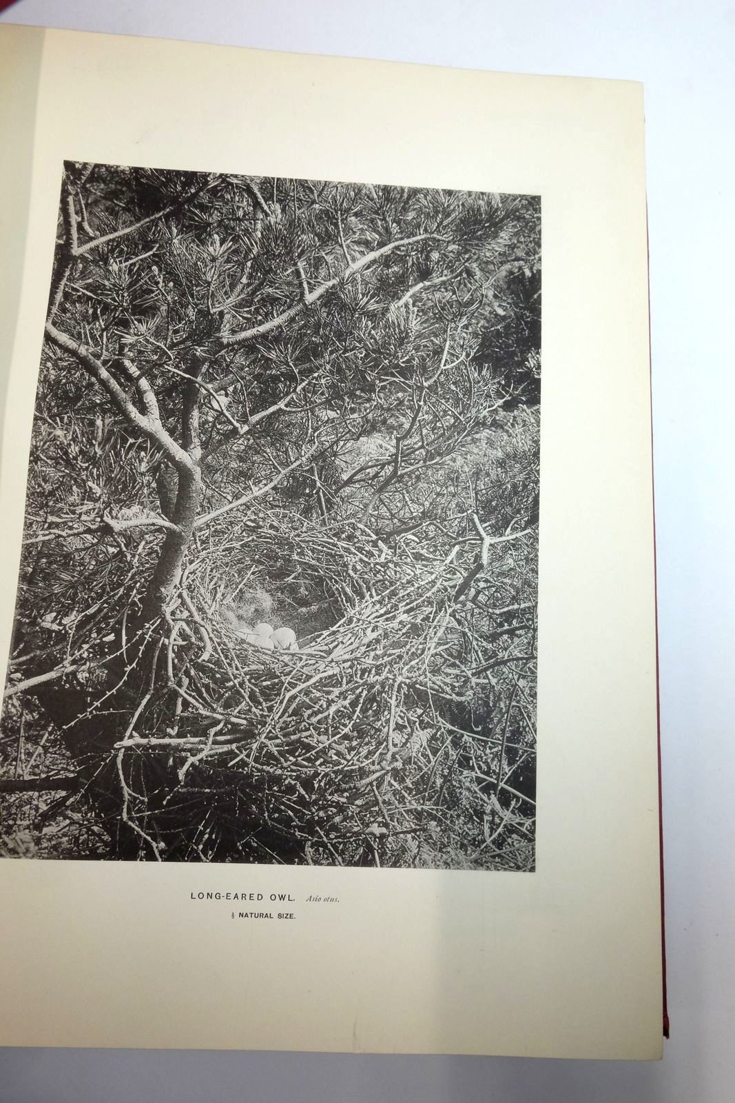 Photo of AMONG BRITISH BIRDS IN THEIR NESTING HAUNTS (4 VOLUMES) illustrated by Lee, Oswin A.J. published by David Douglas (STOCK CODE: 2136372)  for sale by Stella & Rose's Books