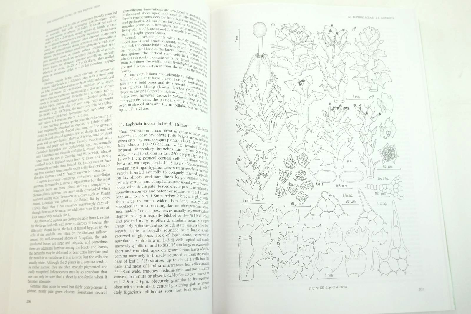 Photo of THE LIVERWORT FLORA OF THE BRITISH ISLES written by Paton, Jean A. published by Harley Books (STOCK CODE: 2136434)  for sale by Stella & Rose's Books