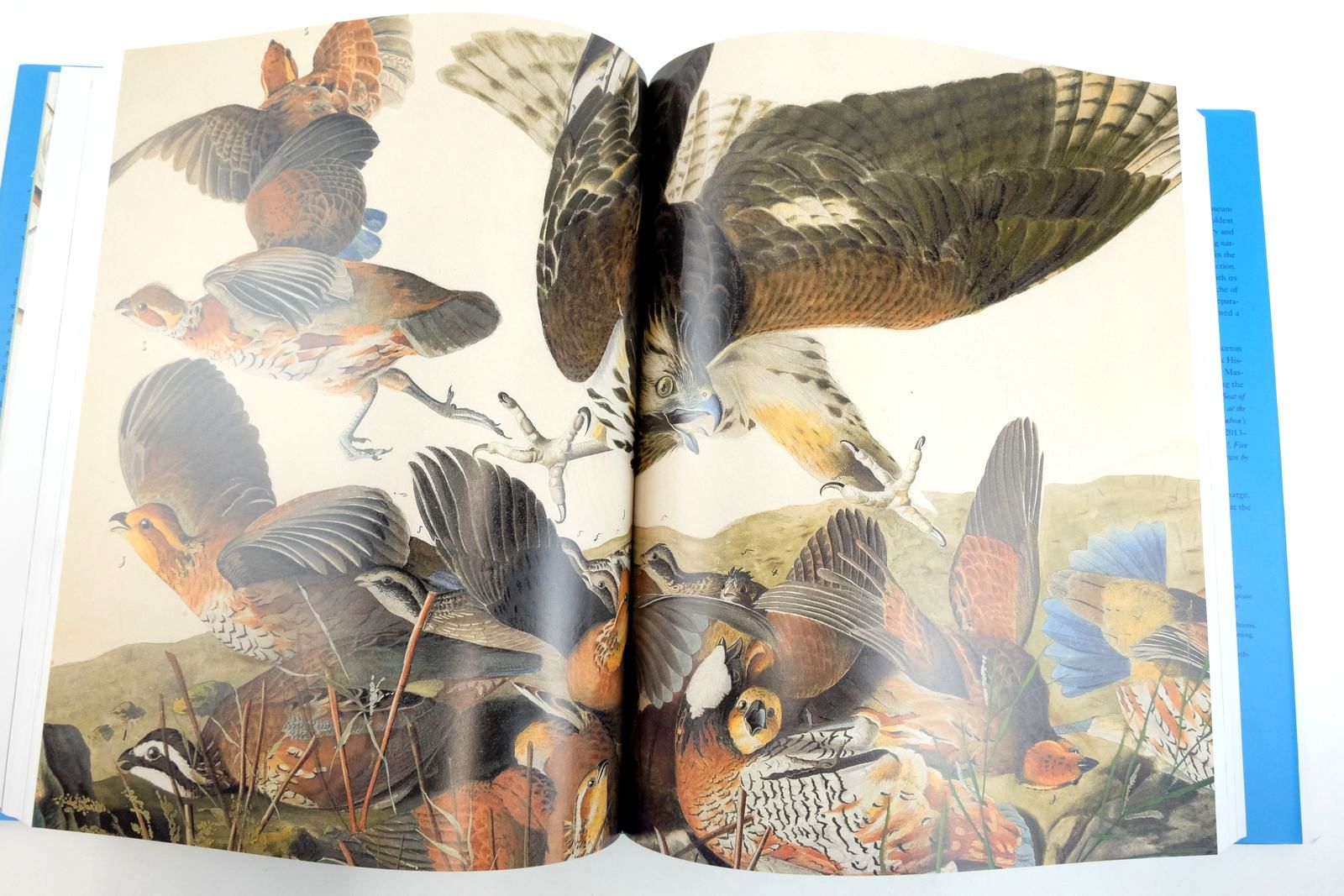 Photo of AUDUBON'S AVIARY: THE ORIGINAL WATERCOLORS FOR THE BIRDS OF AMERICA written by Olson, Roberta J.M.
Shelley, Marjorie
Mazzitelli, Alexandra published by Skira Rizzoli Publications, Inc., The New-York Historical Society (STOCK CODE: 2136489)  for sale by Stella & Rose's Books
