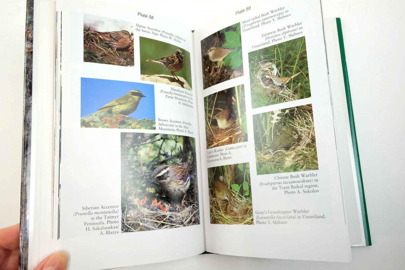 Photo of COLLINS GUIDE: BIRDS OF RUSSIA written by Knystautas, Algirdas published by Harper Collins (STOCK CODE: 2137372)  for sale by Stella & Rose's Books