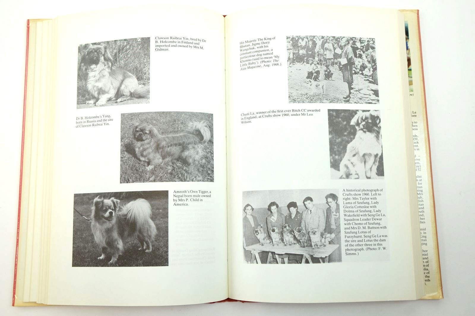 Photo of DOGS OF TIBET AND THE HISTORY OF THE TIBETAN SPANIEL written by Wynyard, Ann Lindsay published by Book World (STOCK CODE: 2139516)  for sale by Stella & Rose's Books