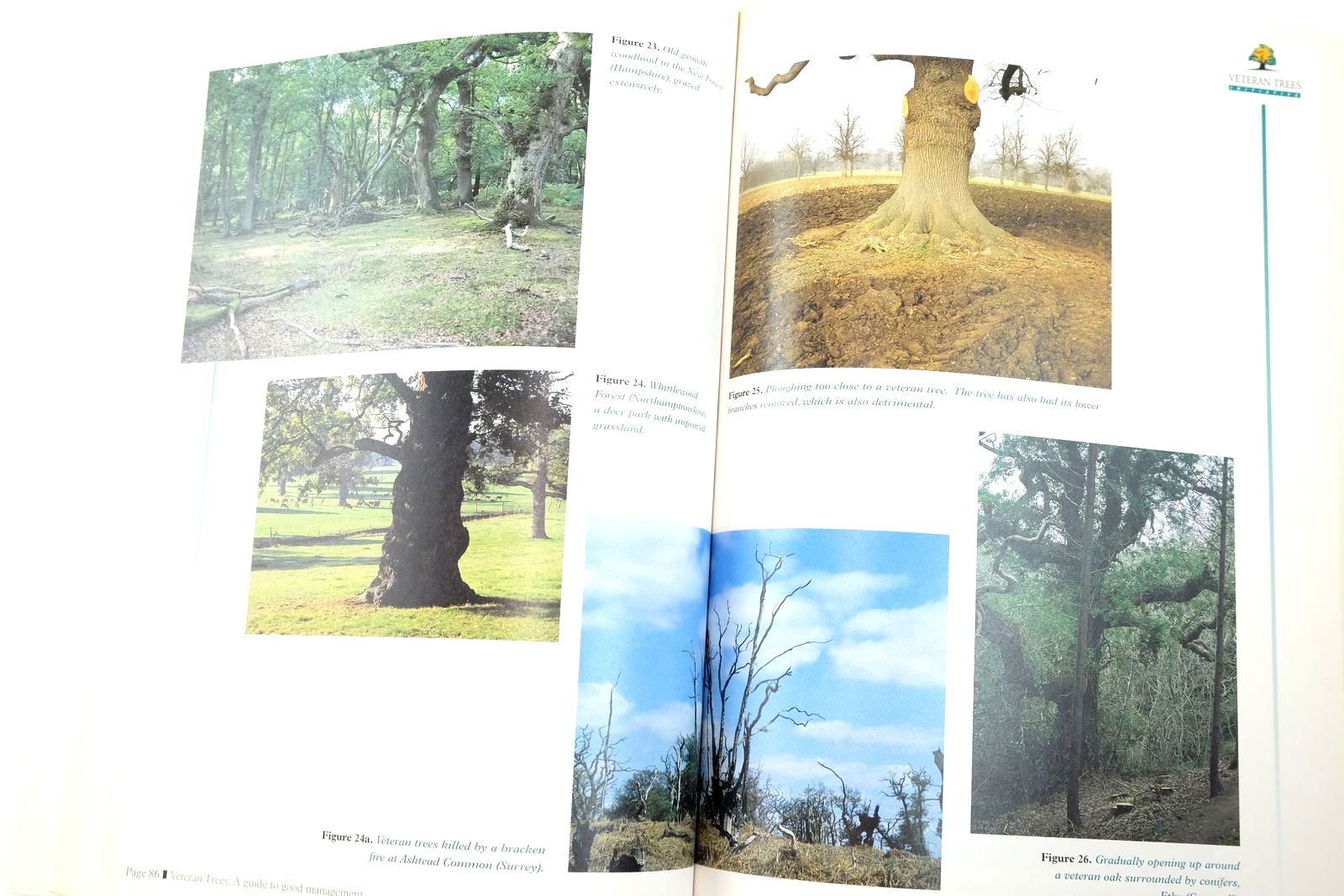 Photo of VETERAN TREES: A GUIDE TO GOOD MANAGEMENT written by Read, Helen
et al, published by English Nature (STOCK CODE: 2139521)  for sale by Stella & Rose's Books
