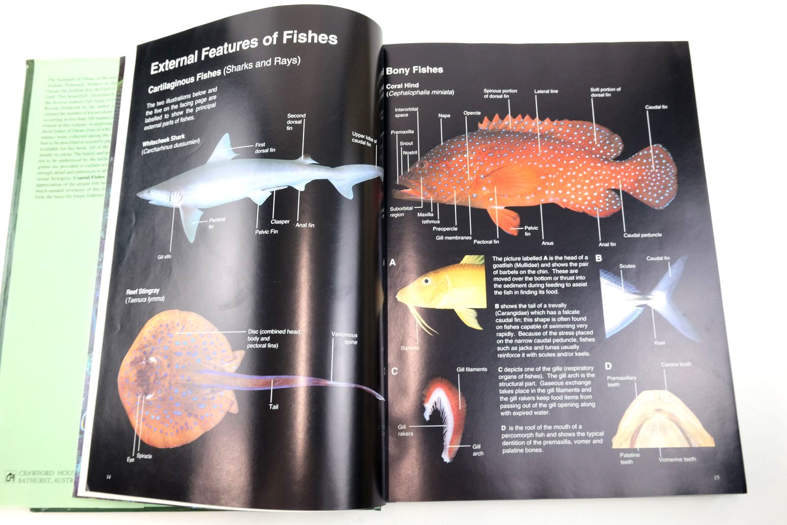Photo of COASTAL FISHES OF OMAN written by Randall, John E. published by Crawford House Publishing (STOCK CODE: 2139610)  for sale by Stella & Rose's Books