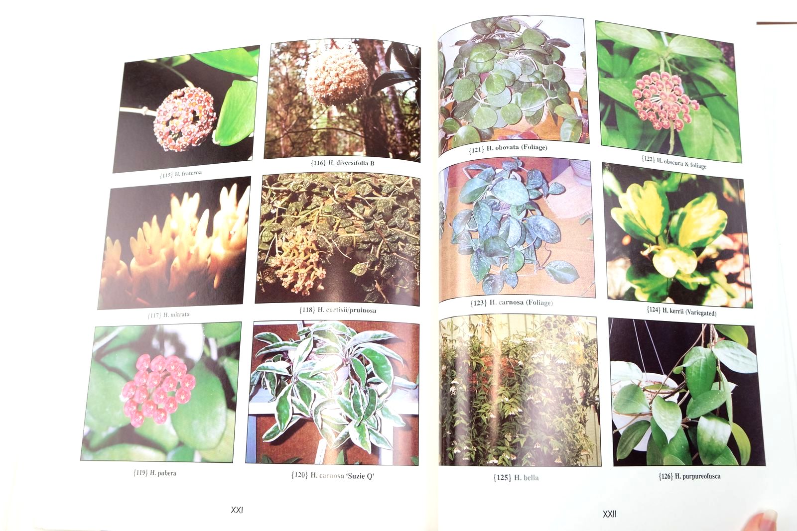 The Hoya Handbook: A Guide for the Grower and Collection