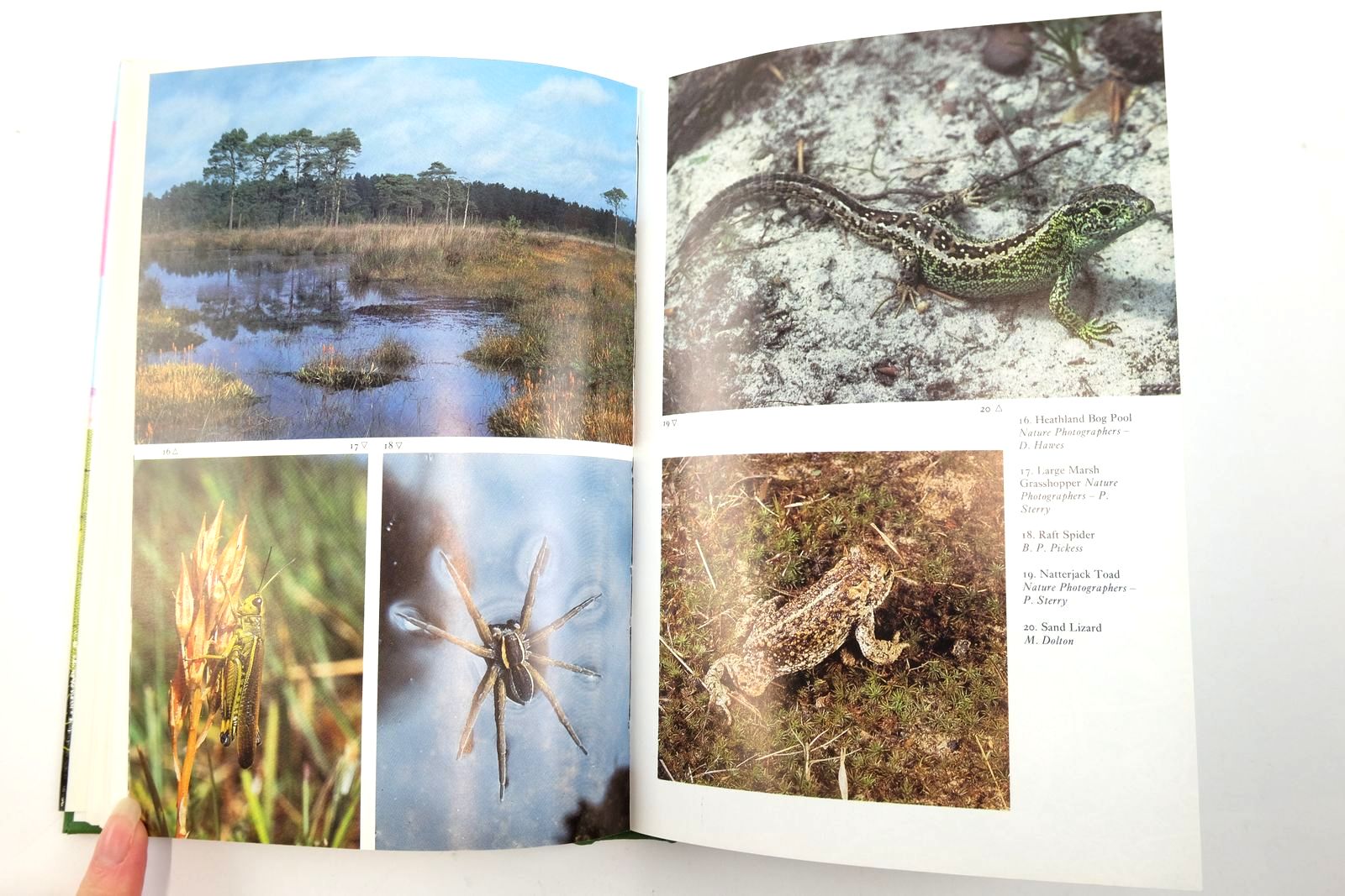 Photo of HEATHLANDS (NN 72) written by Webb, Nigel published by Collins (STOCK CODE: 2140604)  for sale by Stella & Rose's Books