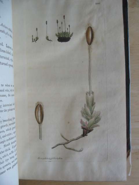 Photo of ENGLISH BOTANY OR COLOURED FIGURES OF BRITISH PLANTS VOLUME XVI written by Smith, James Edward
et al,  illustrated by Sowerby, James
et al.,  (STOCK CODE: 677822)  for sale by Stella & Rose's Books